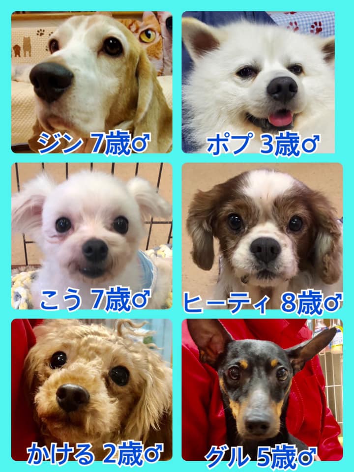 🐾今日の里親様募集中ワンコ🐶メンバーです🐾2020,6,17